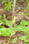 Green trillium